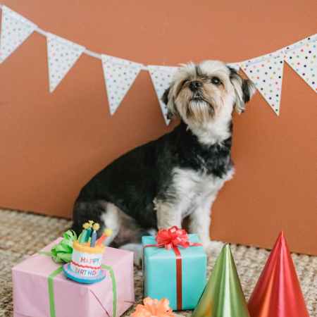 un chien attend son cadeau de Noël