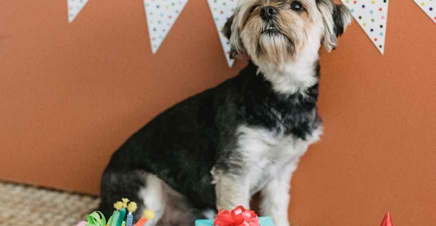 un chien attend son cadeau de Noël