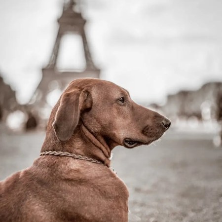 photo of a brown dog