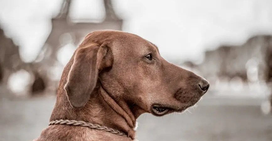 photo of a brown dog