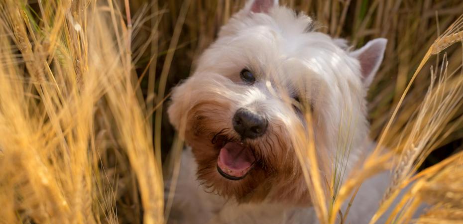 white dog in the middle of the grass field