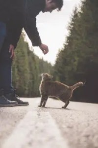 A man bends down to interact with a curious tabby cat on a serene forest road.