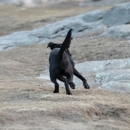 black dog running on rocky terrain outdoors