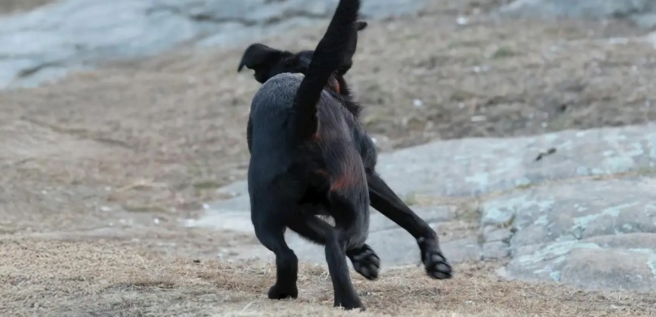 black dog running on rocky terrain outdoors