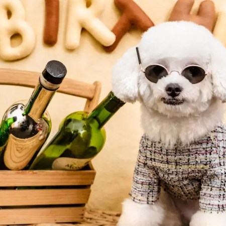 Cute dog dressed up for a birthday party with a basket of wine bottles.