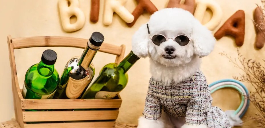 Cute dog dressed up for a birthday party with a basket of wine bottles.