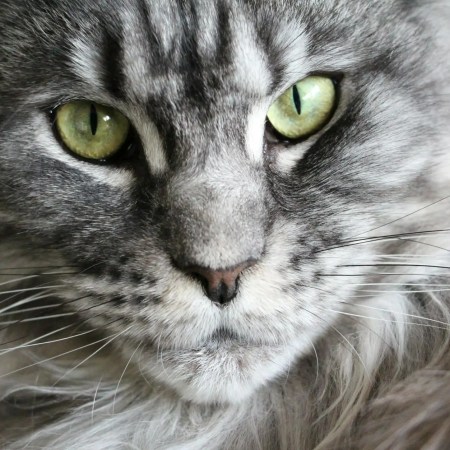 grey and white coon cat