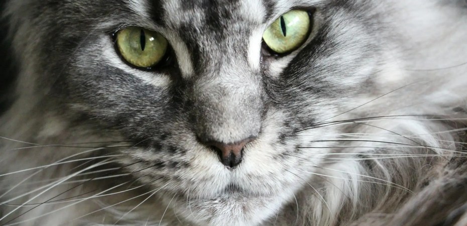 grey and white coon cat